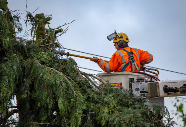 How Our Tree Care Process Works  in  Emerald Isle, NC