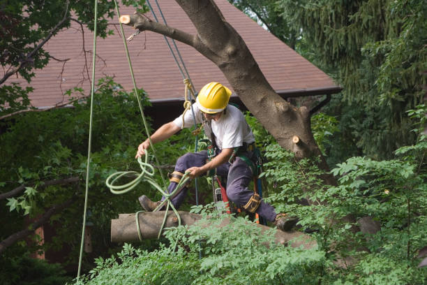 Trusted Emerald Isle, NC Tree Removal Services Experts